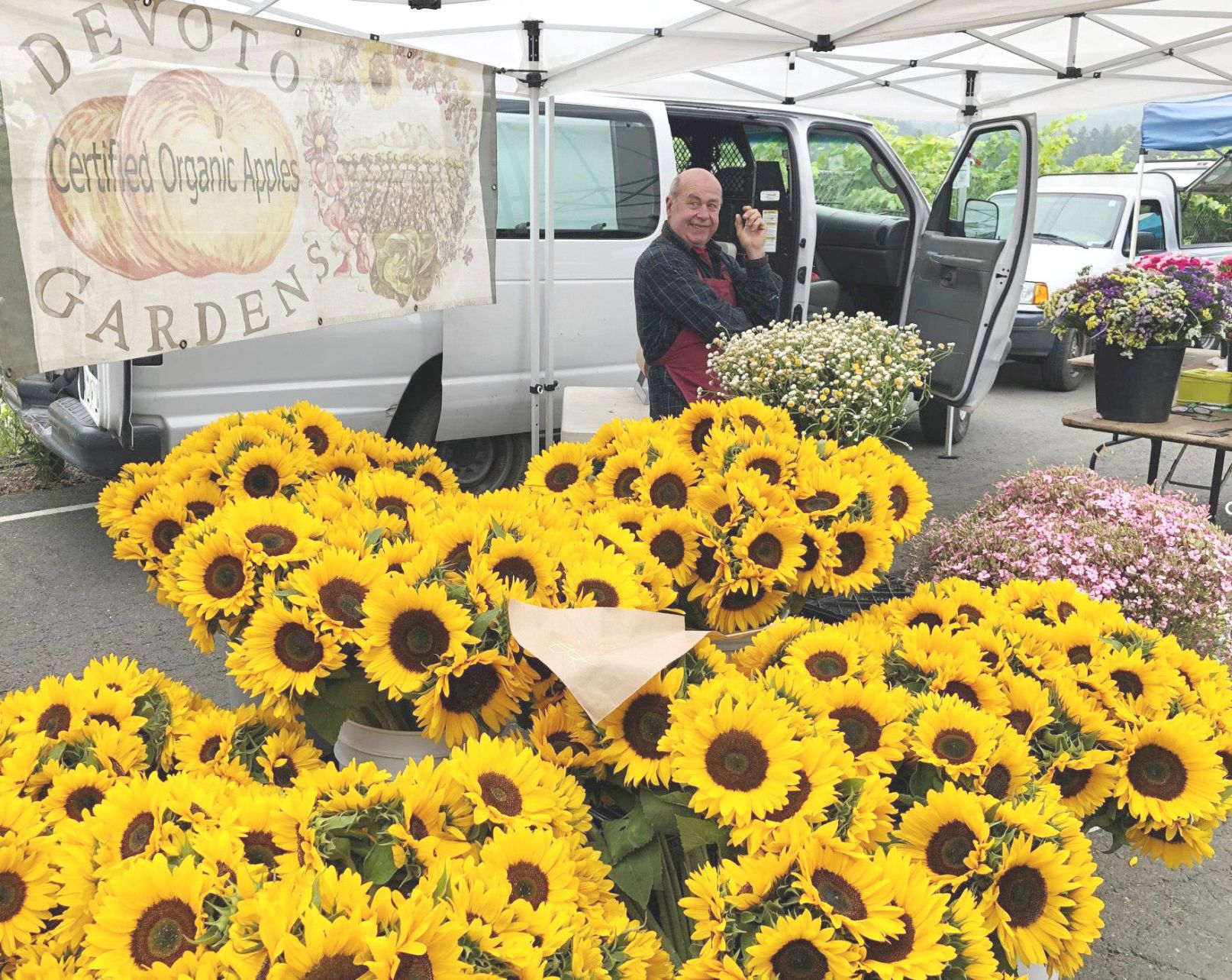 Sunflowers from Santa Rosa's DeVoto Gardens